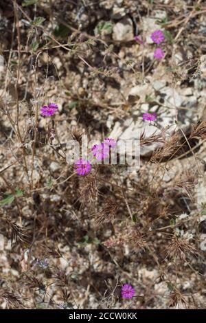 Inflorescenze viola, mulini a vento in coda, Allionia incarnata, Nyctaginaceae, perenne indigena, Parco Nazionale di Joshua Tree, deserto del Mojave meridionale. Foto Stock