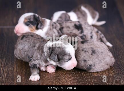 F1B Tri-colored Blue Merle Mini Bernedoodle cucciolata addormentato sul pavimento Foto Stock