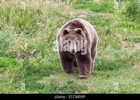 Un orso grizzly femmina che cammina con intenzione giù una collina erbosa in Montana. Foto Stock