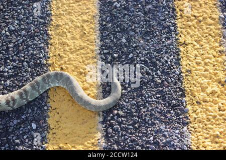 Viaggio su strada; velenoso; Rettile; Nero; giallo; astratto; Rettiliano; Serpentina; Venoma; Venomosa; natura; esterno; strada; uccisione di strada; oscuro; fauna selvatica; Ciao Foto Stock