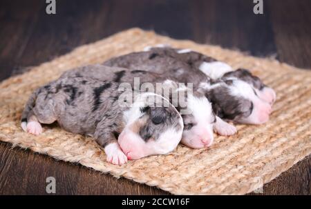 F1B Tri-colored Blue Merle Mini Bernedoodle cucciolata addormentato sul pavimento Foto Stock