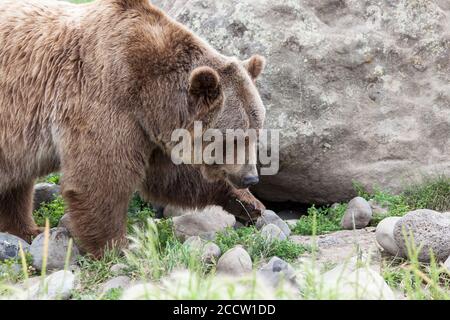 Un grande orso grizzly che cammina di fronte ad un masso e che attraversa le più piccole rocce rotonde del fiume nel Montana. Foto Stock