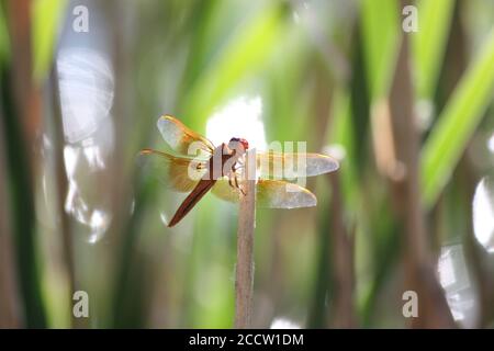 Closeup di libellula arancione che riposa sulla cattail alla luce del sole del pomeriggio Foto Stock