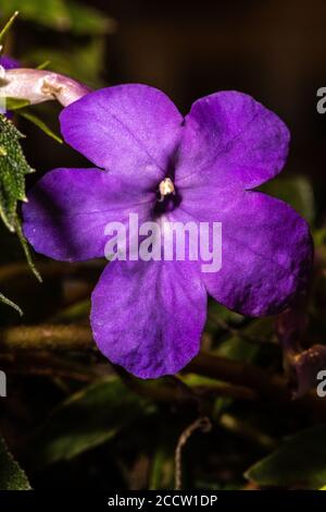 Achimenes Magic Flower (Achimenes caetano) Foto Stock