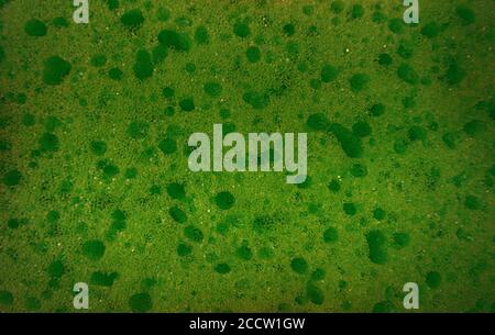 Primo piano di una texture spugnosa verde lime Foto Stock