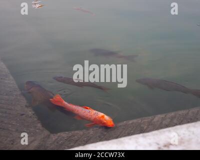 primo piano di pesci nella piscina del tempio dorato ad amritsar Foto Stock