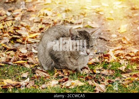 Triste gatto senza casa solitario si siede in autunno fogliame Foto Stock
