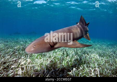 Squalo Nurse, cirratum Ginglymostoma, nuoto su erba tartaruga, Thalassia testudinum, Hol Chan Marine Reserve, San Pedro, Belize Foto Stock