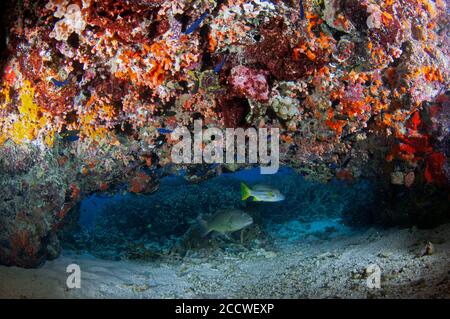 Gruppo corallino macchiato di bruno, Epinephelus chlorostigma, e brownstripe Snapper, Lutjanus vitta, sotto un colorato sbalzo con spugne, ascidie e. Foto Stock