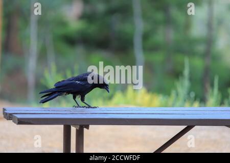 American Crow Corvus brachyrhynchos seduto su un tavolo da picnic vuoto in un campeggio a Estes Park, Colorado Foto Stock