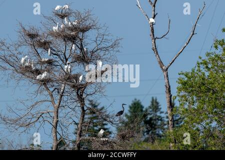 Un mazzo di grandi egrette in un albero con nidi e bambini. Anche un airone blu nel mix Foto Stock