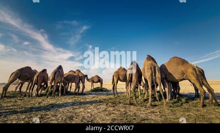 Paesaggio con gruppo di cammelli nel deserto di al-Sarar, ARABIA SAUDITA. Foto Stock