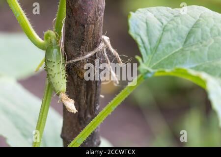 Giovane cetriolo in giardino da vicino. Vantaggi dei cetrioli Foto Stock