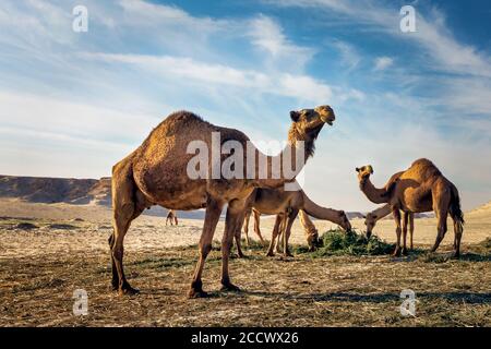 Paesaggio con gruppo di cammelli nel deserto di al-Sarar, ARABIA SAUDITA. Foto Stock