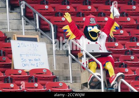 St. Louis, Stati Uniti. 24 Agosto 2020. La mascotte di St. Louis Cardinals Fredbird fa un po' di scuola a casa il primo giorno di scuola a St. Louis, mentre guarda i Kansas City Royals affrontare i St. Louis Cardinals al Busch Stadium di St. Louis lunedì 24 agosto 2020. Photo by Bill Greenblatt/UPI Credit: UPI/Alamy Live News Foto Stock