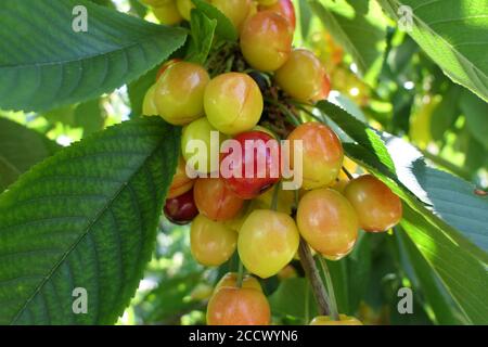 Maturazione delle ciliegie appese alla ciliegia all'inizio dell'estate Foto Stock