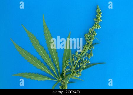 Foglie e semi verdi di cannabis freschi su sfondo di carta blu. Foto Stock