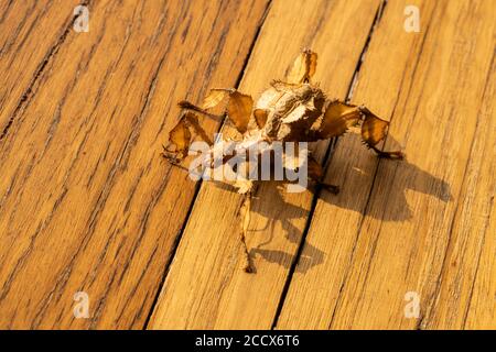 macro, profondità di campo poco profonda. Un insetto femminile spinoso australiano giovanile, Extatosoma tiaratum Foto Stock
