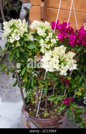 bianco rosa bouganvillea due tonalità di colore fiore in fiore nel pentola Foto Stock