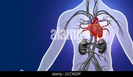 Cuore umano anatomia di un corpo sano isolato su uno sfondo bianco come un medico di cure sanitarie simbolo di un interno organo cardiovascolare. Foto Stock