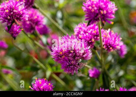 Macro vista astratta di incoltivato viola globo amaranto fiori selvatici in crescita indisturbato in un prato soleggiato Foto Stock