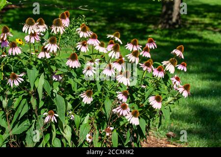 Vista panoramica di una massa di violaceo in fiore fiori selvatici (echinacea purpurea) che crescono in un soleggiato giardino di butterflyl Foto Stock