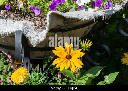 Close up view of a beautiful single yellow black0eyed Susan flower blooming in a landscaped ornamental garden, with a basket of purple petunias Foto Stock
