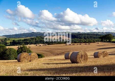 Baling in campi Devon, campo agricolo, balla, cereali, Agricoltura, Autunno, bellezza nella natura, cerchio, Vicino a, primo piano, Nuvola - cielo, nuvole Foto Stock