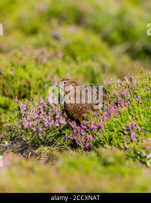 Ritratto di un maschio di Grouse Rosso in estate con erica viola fiorente. Rivolto a sinistra. Sfondo sfocato. Verticale. Spazio per la copia. Foto Stock