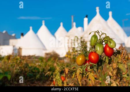 Gruppo di bellissimi Trulli bianchi, vecchie case tradizionali in Puglia, Italia, con giardino mercato e pomodori freschi Foto Stock