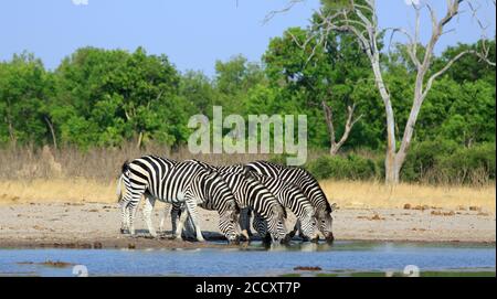 Vista panoramica di una mandria di zebre che beve da un waterhole con le teste giù in una linea retta con un Cielo blu chiaro naturale e sfondo cespuglio - Hwang Foto Stock