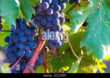 Uve da vino nero in vigna con foglie verdi in campagna, Puglia, Italia Foto Stock