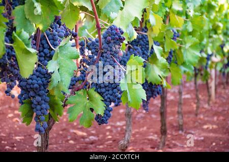 Uve da vino nero in vigna con foglie verdi in campagna, Puglia, Italia Foto Stock