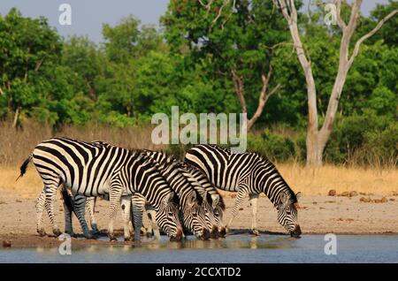 Cinque zebre con le loro teste si sono piegate a bere da un buco d'acqua con una bella luce solare e un cielo azzurro con un leggero riflesso in acqua. H Foto Stock