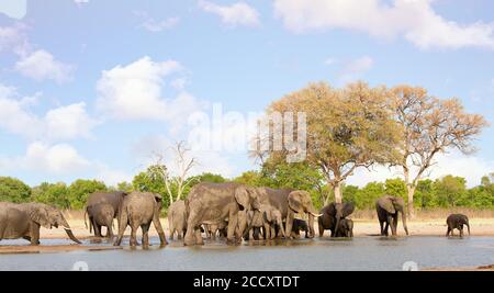 Grande mandria di elefanti africani che camminano in una fila accanto a una buca d'acqua con un albero naturale e sfondo cespuglio nel Parco Nazionale di Hwange, Zimbabwe Foto Stock