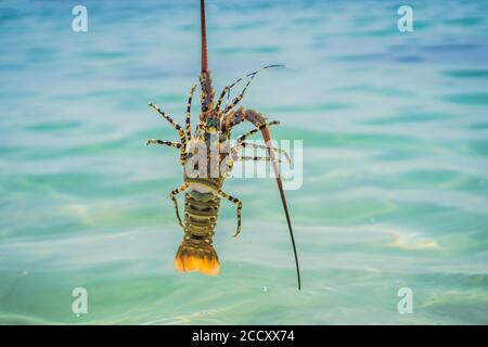 Aragosta nelle mani di un subacqueo. L'aragosta spinosa abita nelle acque tropicali e subtropicali Foto Stock