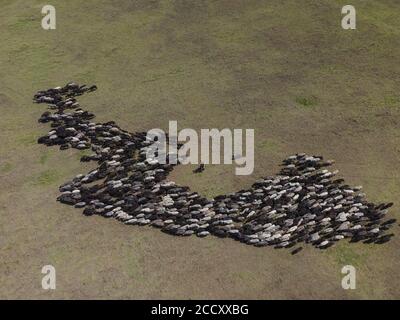 Vista aerea, gregge di pecore che pascolano in steppa, steppa di Tarutino, oblast di Odessa, Ucraina Foto Stock