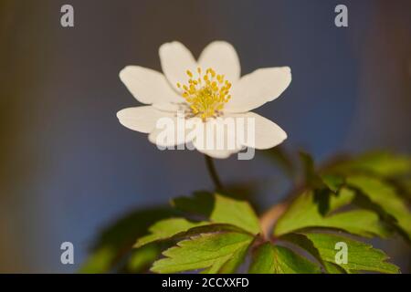 Anemoni di legno (Anemone nemorosa ), fioritura, Baviera, Germania Foto Stock