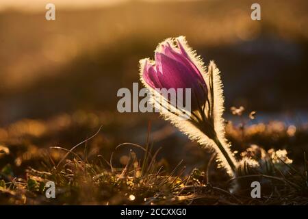 Fiore europeo del Pasqueflower (Pulsatilla vulgaris), Baviera, Germania Foto Stock