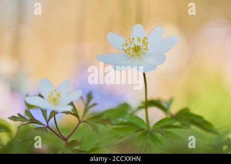 Anemoni di legno (Anemone nemorosa ), fioritura, Baviera, Germania Foto Stock