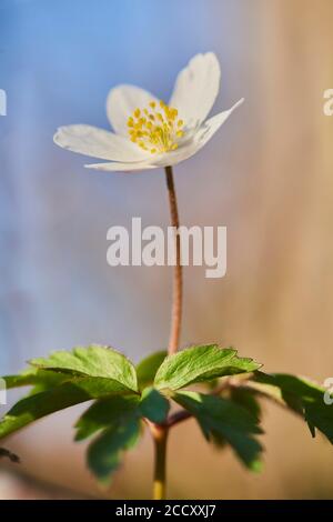 Anemoni di legno (Anemone nemorosa ), fioritura, Baviera, Germania Foto Stock