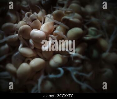 Molti fagioli di Giacinto germogliano al buio. Foto Stock