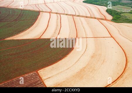 Raccolta meccanizzata di canna da zucchero con interno foresta atlantica, Santa Rita do passa quatro, San Paolo, Brasile Foto Stock