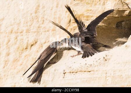 Sand Martins (Riparia riparia), alimentazione di uccelli giovani, Emsland, bassa Sassonia, Germania Foto Stock