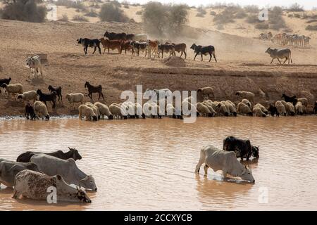 Forti nel deserto del Pakistan Foto Stock