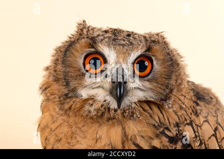 Bengala Eagle Owl, anche Indian Eagle Owl o India Eagle Owl (Bubo bengalensis), ritratto di animali, giovane animale, prigioniero, 8 settimane, registrazione in studio Foto Stock