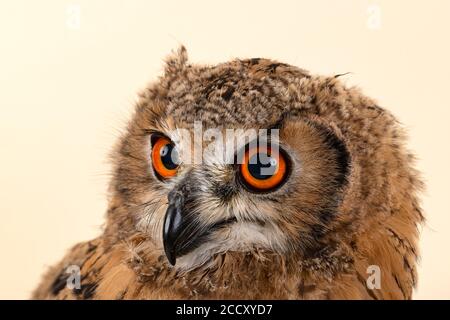 Bengala Eagle Owl, anche Indian Eagle Owl o India Eagle Owl (Bubo bengalensis), ritratto di animali, giovane animale, prigioniero, 8 settimane, registrazione in studio Foto Stock