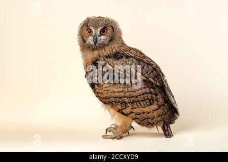 Aquila indiana-owlalso o (Bubo bengalensis), si alza lateralmente, giovane animale, prigioniero, 8 settimane, studio di registrazione, Austria Foto Stock