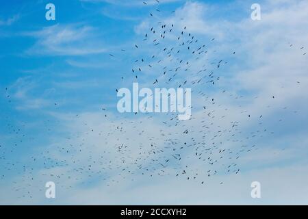 Un gregge di cicogna bianca (Ciconia ciconia) In volo su migrazione fotografata in Israele Foto Stock