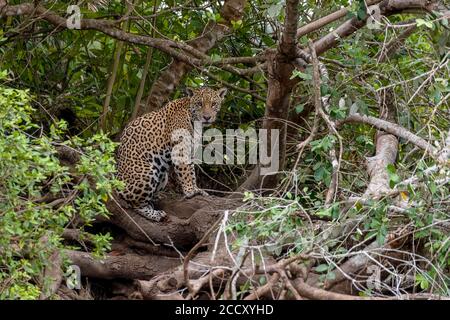 Jaguar (Panthera Onca), femmina, seduto in nascosto, Matto Grosso do sul, Pantanal, Brasile Foto Stock